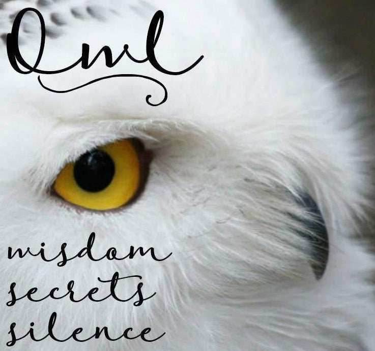 Silver Owl Stud Earrings -