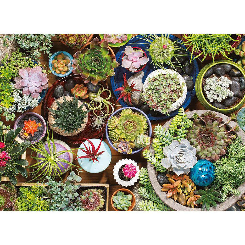 Puzzle: Succulents -