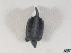 Snapping Turtle 1