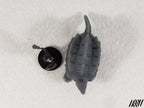 Snapping Turtle 1