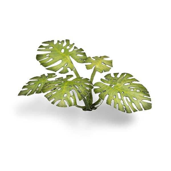 Gamers Grass Laser Plants: Monstera - 