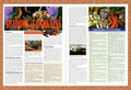 1993 Quest For Glory Shadows Of Darkness PC Original Ad v2