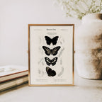 “Gothic Butterflies” Vintage Scientific Art Print