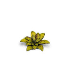 Gamers Grass Laser Plants: Dumb Cane - 