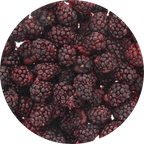 Freeze Dried Blackberry