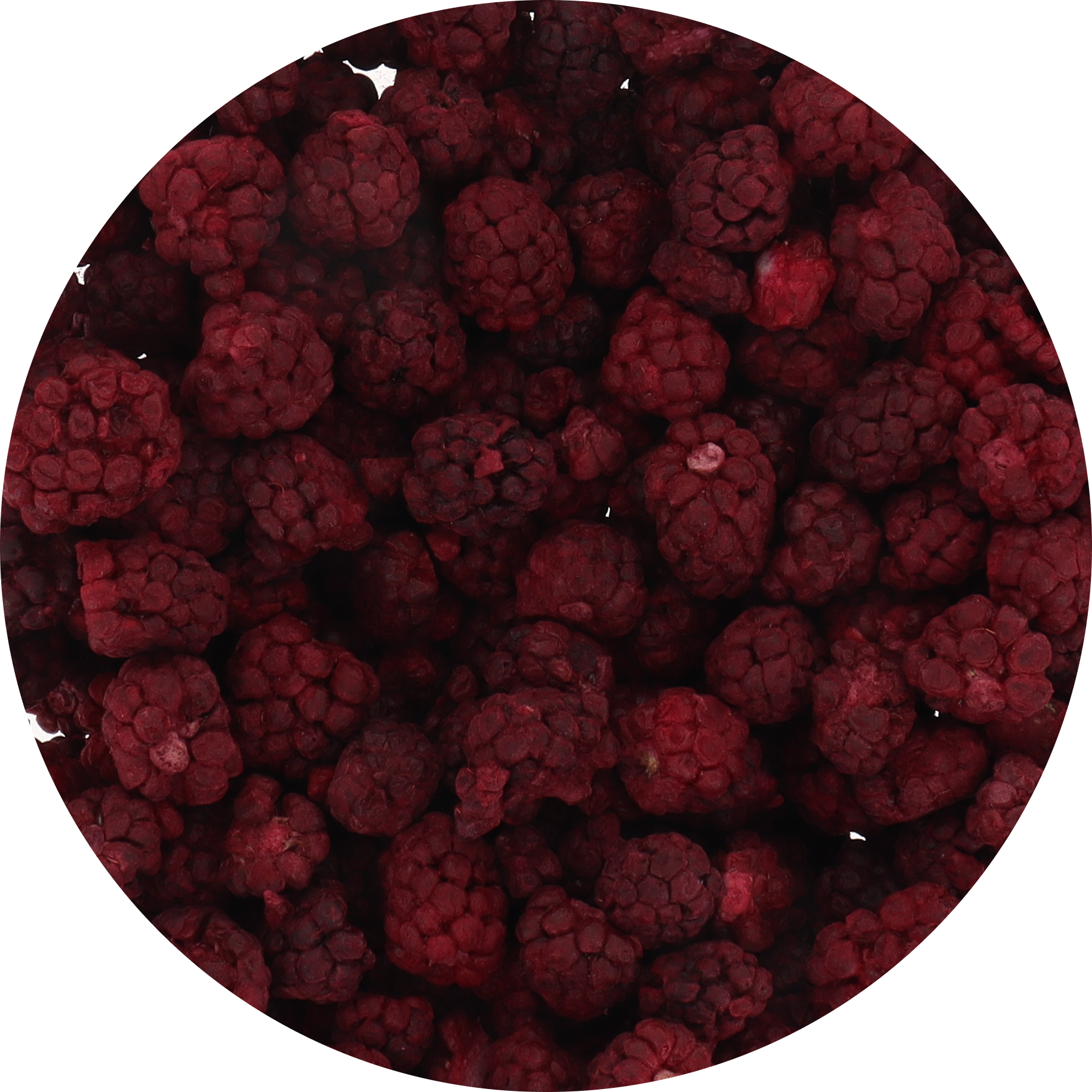 Freeze Dried Boysenberry