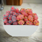 Freeze Dried Crunchy Clusters
