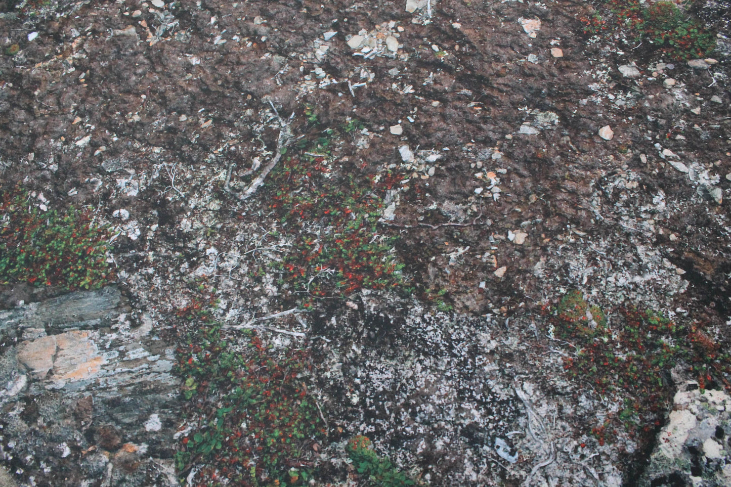 Muddy Battlefield - Neoprene Battle Mat - Warhammer, AoS, 40K, Kill Team, MCP, Shatterpoint, Legion, More - 44x60