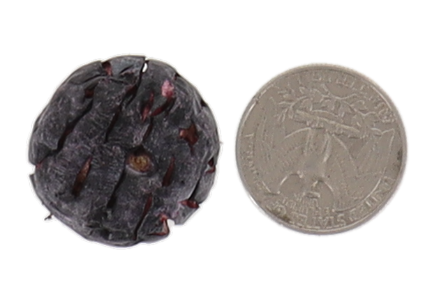 Freeze Dried JUMBO Blueberries