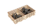The Lord of the Rings: Spreading War Compatible Expansion Organizer - 