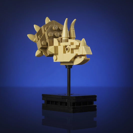 Triceratops Fossil