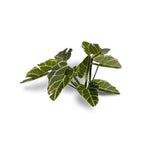 Gamers Grass Laser Plants: Elephant Ear - 