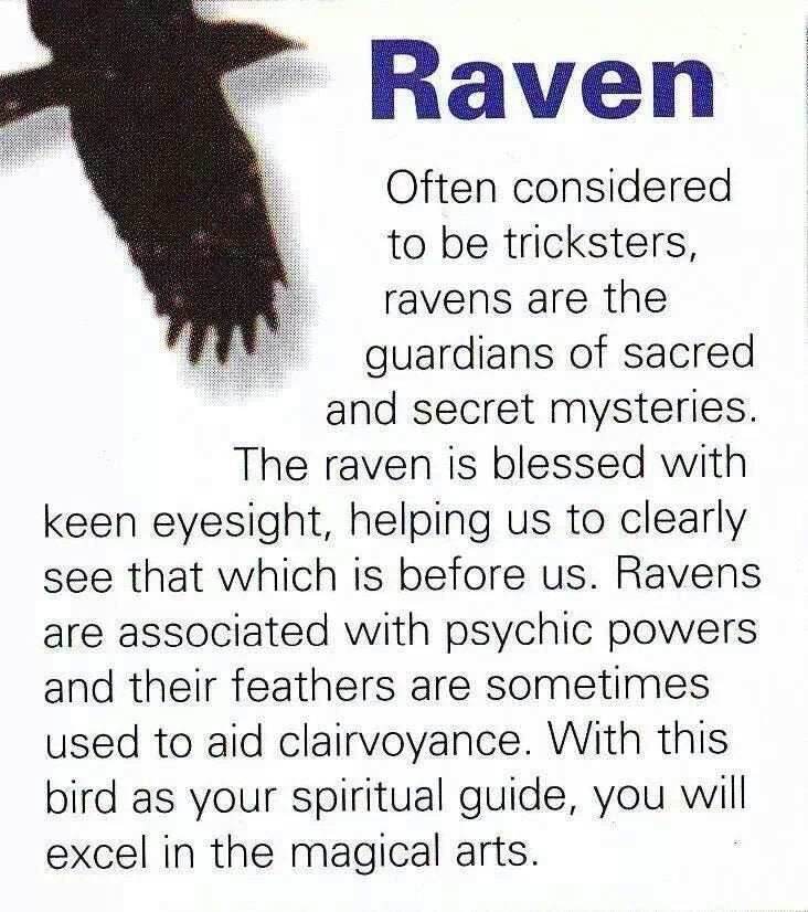 Eir Raven Necklace - 18