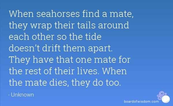 Happy Seahorse Post Earrings - 